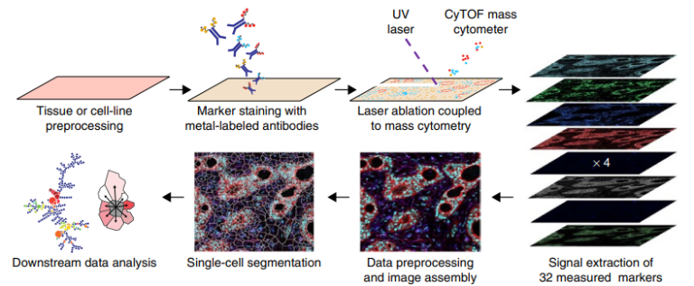 An overview of the imaging mass cytometry workflow. From Giesen et al, 2014. An overview of the imaging mass cytometry workflow. From Giesen et al, 2014.